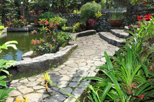 Seeking Sanctuary - Tropical Gardens